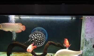 養龍魚適合放沉木嗎：養龍魚是否適合放沉木