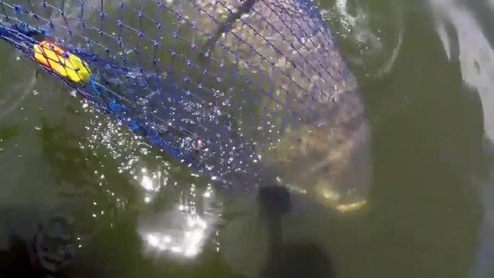 暹羅巨鯉的觀賞價值：暹羅巨鯉的觀賞價值體現在以下幾個方面，暹羅巨鯉的觀賞價值 暹羅巨鯉的觀賞價值：暹羅巨鯉的觀賞價值體現在以下幾個方面，暹羅巨鯉的觀賞價值 龍魚百科 第4張