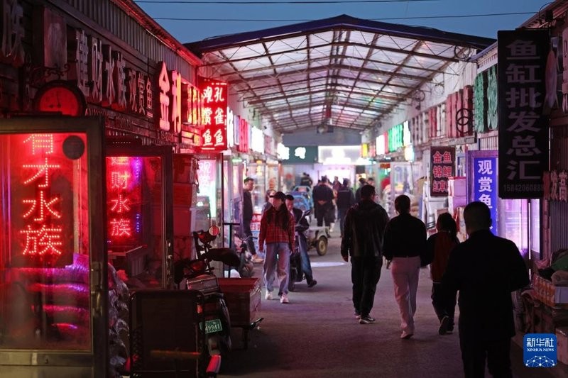 鞍山龍魚批發市場在哪兒啊