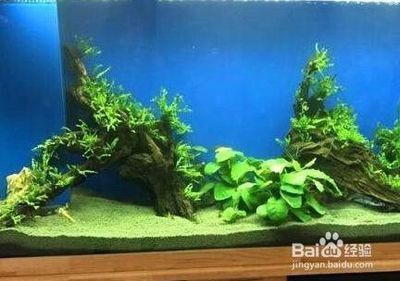 深圳市霸龍漁業(yè)有限公司（深圳市霸龍漁業(yè)有限公司招聘） 深圳市霸龍漁業(yè)有限公司（深圳市霸龍漁業(yè)有限公司招聘） 全國水族館企業(yè)名錄