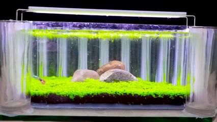 海星生態(tài)魚缸生態(tài)魚缸中養(yǎng)蝦的建議和注意事項和注意事項：如何在海星生態(tài)魚缸中養(yǎng)蝦