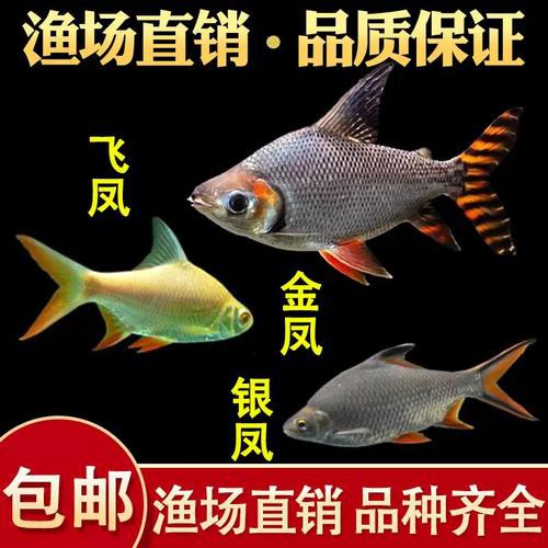 金龍魚跟飛鳳混養好嗎圖片 金龍魚跟飛鳳混養好嗎圖片 龍魚百科 第21張