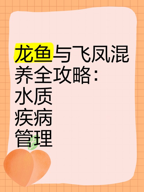 金龍魚跟飛鳳混養好嗎圖片 金龍魚跟飛鳳混養好嗎圖片 龍魚百科 第6張
