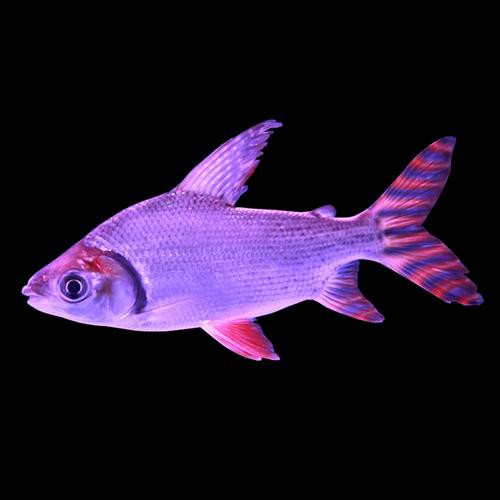 金龍魚跟飛鳳混養好嗎圖片 金龍魚跟飛鳳混養好嗎圖片 龍魚百科 第12張