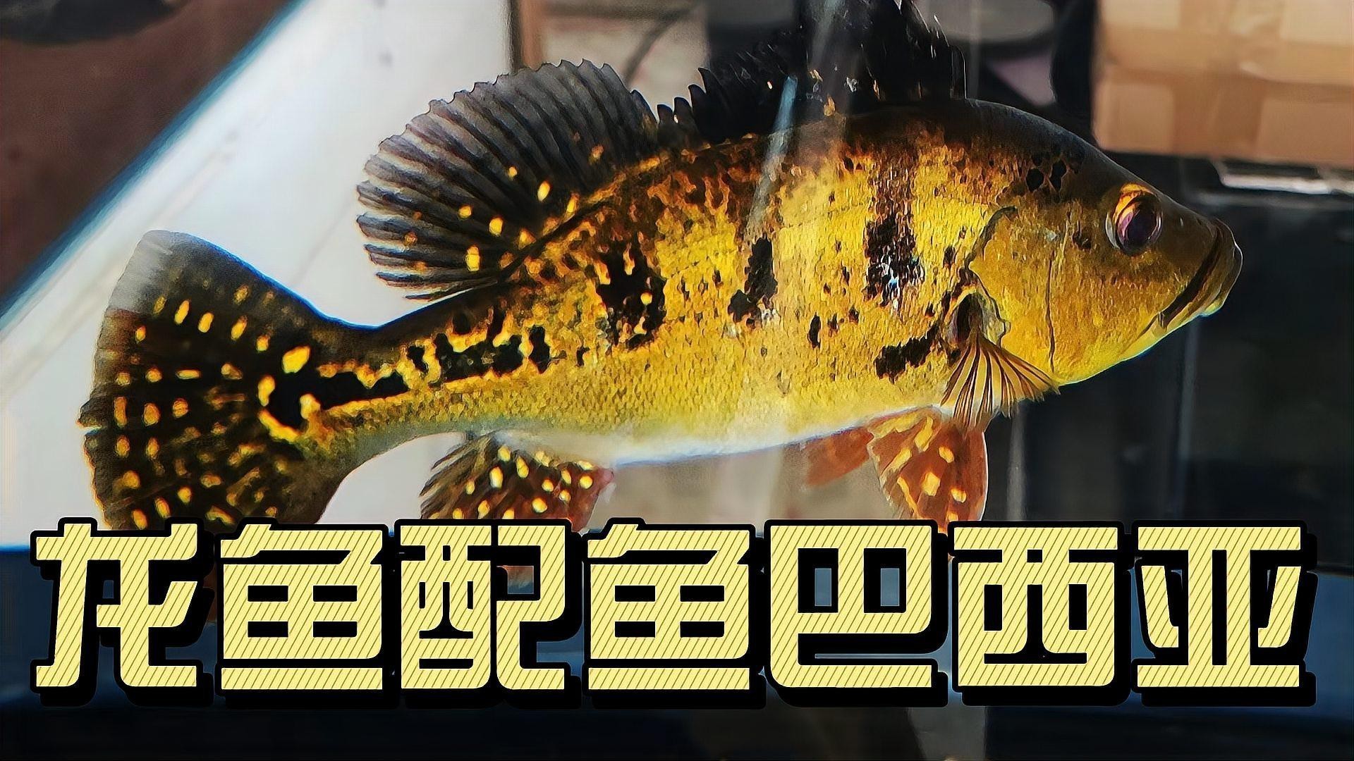 金龍魚跟飛鳳混養好嗎圖片 金龍魚跟飛鳳混養好嗎圖片 龍魚百科 第27張