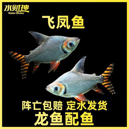 金龍魚跟飛鳳混養好嗎圖片 金龍魚跟飛鳳混養好嗎圖片 龍魚百科 第15張
