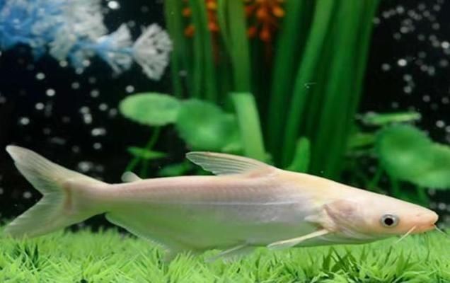 魚缸里的魚都聚在一起不愛動：如何判斷魚缸水質是否優良？