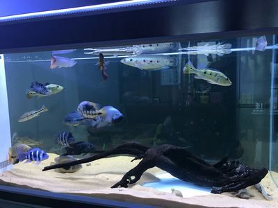 帝王三間屬于哪個層面的魚缸(帝王三間的起源與分布) 魚缸百科 第1張 帝王三間屬于哪個層面的魚缸(帝王三間的起源與分布) 帝王三間屬于哪個層面的魚缸(帝王三間的起源與分布) 魚缸百科 第1張
