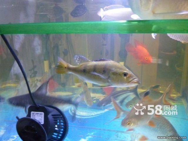 帝王三間屬于哪個層面的魚缸(帝王三間的起源與分布) 魚缸百科 第4張 帝王三間屬于哪個層面的魚缸(帝王三間的起源與分布) 帝王三間屬于哪個層面的魚缸(帝王三間的起源與分布) 魚缸百科 第4張