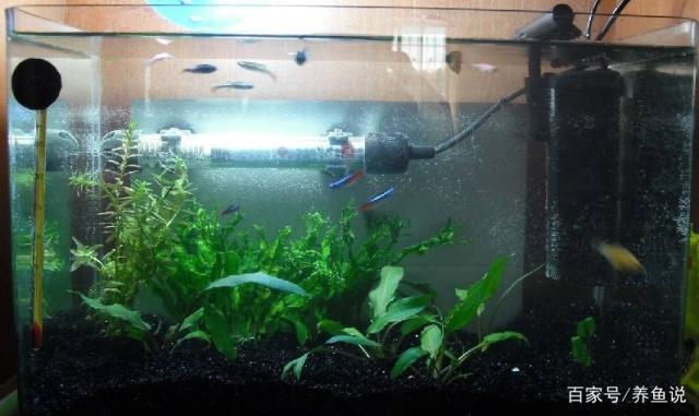 惠州市惠陽區秋長樂悠悠水族花鳥店