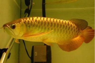 龍魚的龍須掉了怎么辦：當龍魚的龍須掉了，主人可能會感到擔憂，但是不必擔心 龍魚的龍須掉了怎么辦：當龍魚的龍須掉了，主人可能會感到擔憂，但是不必擔心 龍魚百科 第1張