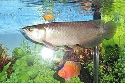 龍魚的龍須掉了怎么辦：當龍魚的龍須掉了，主人可能會感到擔憂，但是不必擔心 龍魚的龍須掉了怎么辦：當龍魚的龍須掉了，主人可能會感到擔憂，但是不必擔心 龍魚百科 第3張