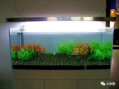 小魚缸效果圖：小魚缸效果圖是一種展示小魚缸設(shè)計、布局和裝飾效果的視覺表現(xiàn)