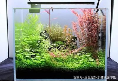 小魚缸效果圖：小魚缸效果圖是一種展示小魚缸設(shè)計、布局和裝飾效果的視覺表現(xiàn)