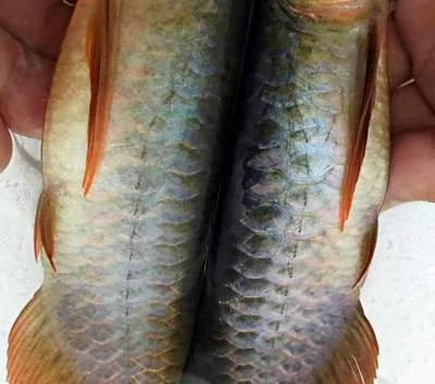 公主嶺園區(qū)延輝觀賞魚蝦養(yǎng)殖場（公主嶺園區(qū)延輝觀賞魚蝦養(yǎng)殖場電話）