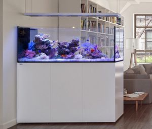 紅海魚缸的養護秘籍紅海魚缸的養護秘籍紅海魚缸養護秘籍：紅海魚缸養護秘籍