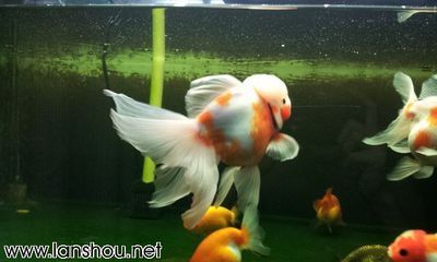 黑魚魚缸養小魚視頻教學：關于黑魚魚缸養小魚的一些關鍵信息