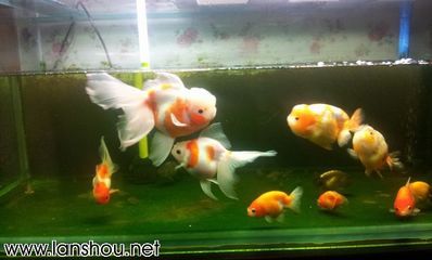 黑魚魚缸養小魚視頻教學：關于黑魚魚缸養小魚的一些關鍵信息