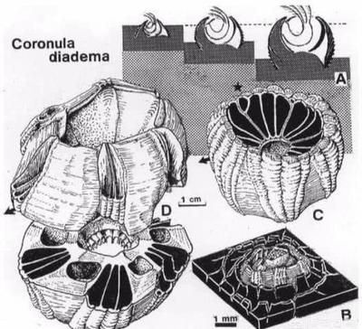<strong><mark>金昌</mark></strong>龍魚魚缸：<strong><mark>金昌</mark></strong>龍魚魚缸，打造水族箱中的奢華藝術與生態平衡