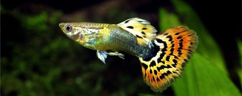 頂級魚缸燈：如何挑選魚缸燈品牌，魚缸燈增艷效果對比，led魚缸燈節能效果