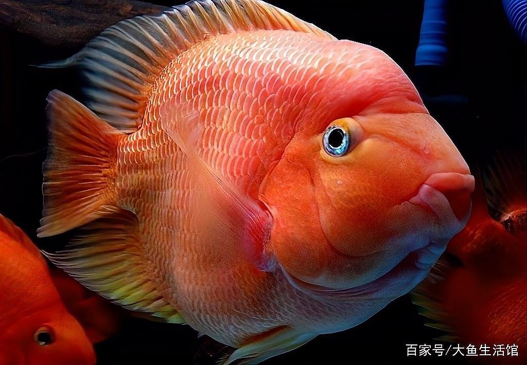 銀龍魚鸚鵡魚混養用什么燈
