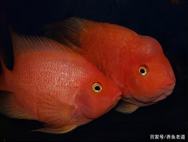 銀龍魚鸚鵡魚混養用什么燈