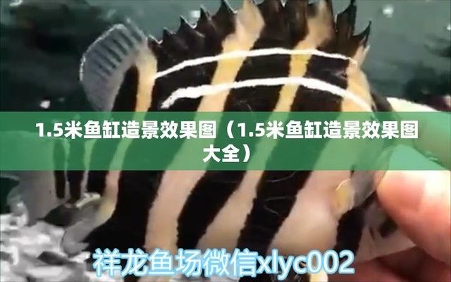 1米魚缸造景效果圖大全，1米魚缸造景diy教程