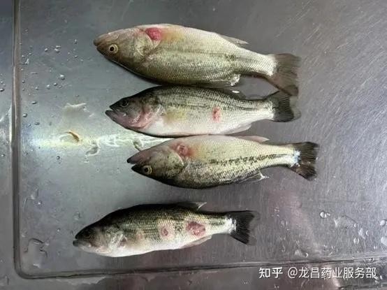 雷龍魚眼睛外凸多久會死