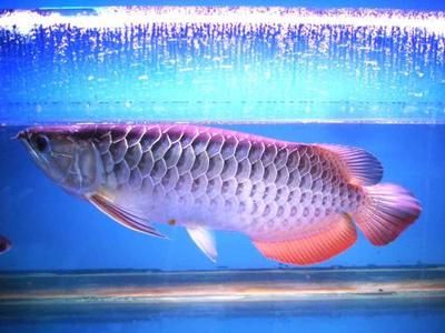 紅龍魚跟金龍魚哪個貴一點（紅龍魚和金龍魚價格多少錢一條紅龍魚多少錢一條） 紅龍魚跟金龍魚哪個貴一點（紅龍魚和金龍魚價格多少錢一條紅龍魚多少錢一條） 龍魚百科 第7張