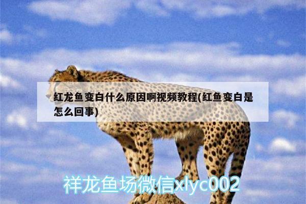 錦鱗水族店（錦鱗農莊）