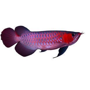 紅色的銀龍魚（紅色銀龍魚飼養常見誤區銀龍魚市場價格趨勢）