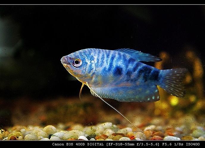 藍龍魚的圖片大全大圖高清