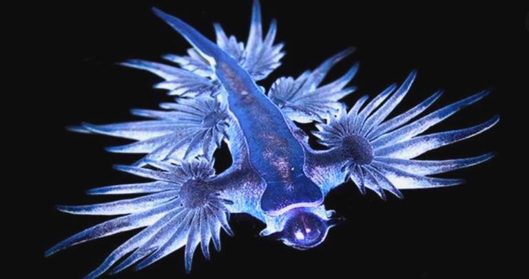 藍龍魚的圖片大全大圖高清