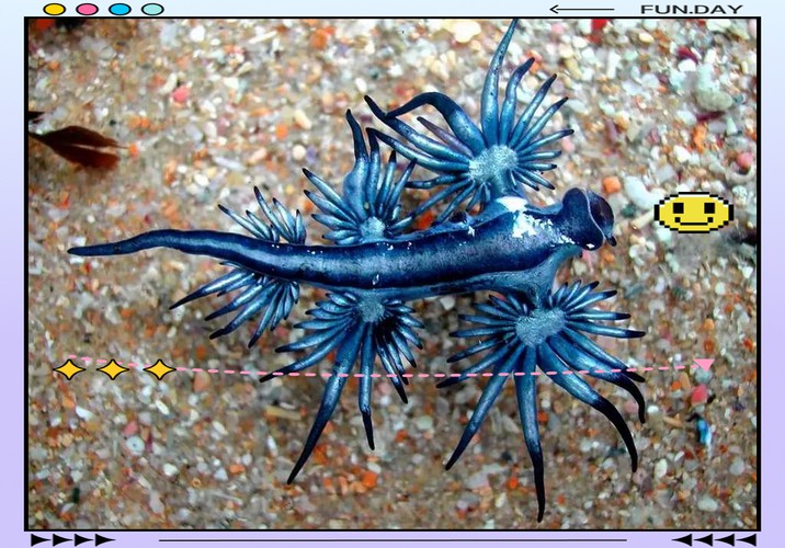 藍龍魚的圖片大全大圖高清