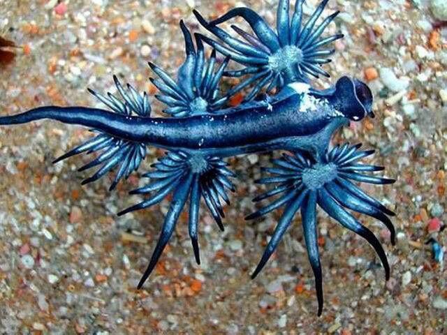 藍龍魚的圖片大全大圖高清