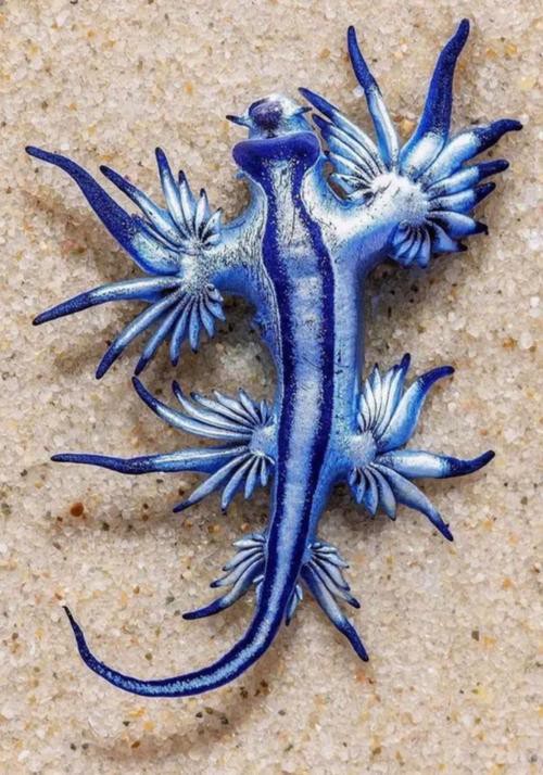 藍龍魚的圖片大全大圖高清