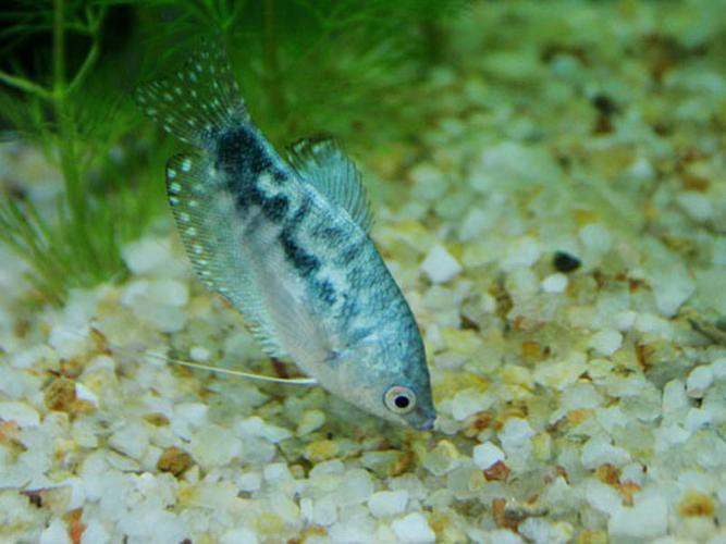 藍龍魚的圖片大全大圖高清