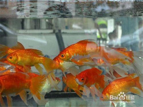 魚缸清潔的最佳實(shí)踐：紅鯉魚的水質(zhì)管理