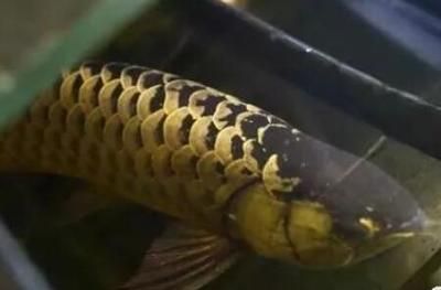 龍魚蒙眼拒食 虎魚暴斃：龍魚為什么會蒙眼拒食 龍魚蒙眼拒食 虎魚暴斃：龍魚為什么會蒙眼拒食 龍魚百科 第1張