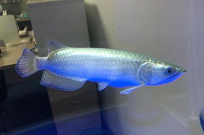 龍魚店鋪起名建議，龍魚店鋪名字大全怎么取，龍魚店鋪名字大全：喜歡龍魚的老孫店鋪名字大全怎么取取