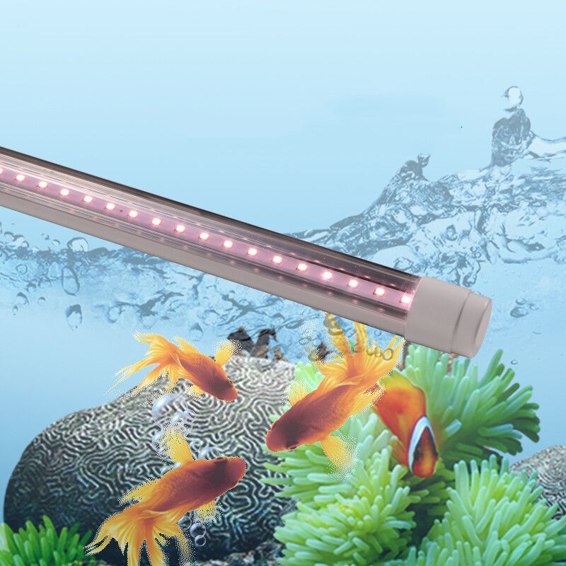 龍魚缸用什么燈，如何根據龍魚品種選擇燈光
