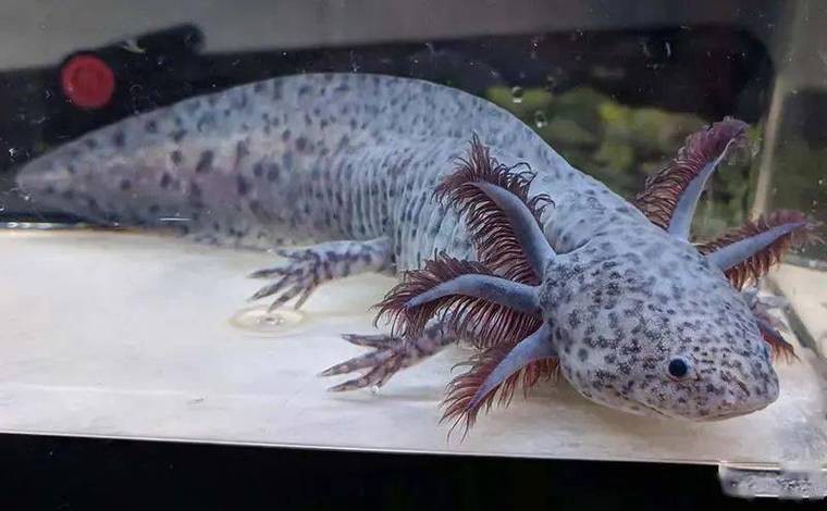六角龍魚斷腿怎么辦圖片 龍魚百科 第3張 六角龍魚斷腿怎么辦圖片 六角龍魚斷腿怎么辦圖片 龍魚百科 第3張