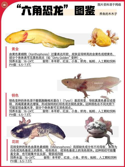 六角龍魚斷腿怎么辦圖片 龍魚百科 第9張 六角龍魚斷腿怎么辦圖片 六角龍魚斷腿怎么辦圖片 龍魚百科 第9張