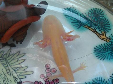 六角龍魚斷腿怎么辦圖片 龍魚百科 第5張 六角龍魚斷腿怎么辦圖片 六角龍魚斷腿怎么辦圖片 龍魚百科 第5張