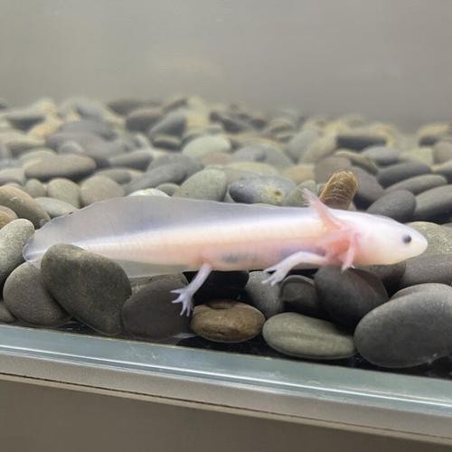 六角龍魚斷腿怎么辦圖片 龍魚百科 第10張 六角龍魚斷腿怎么辦圖片 六角龍魚斷腿怎么辦圖片 龍魚百科 第10張