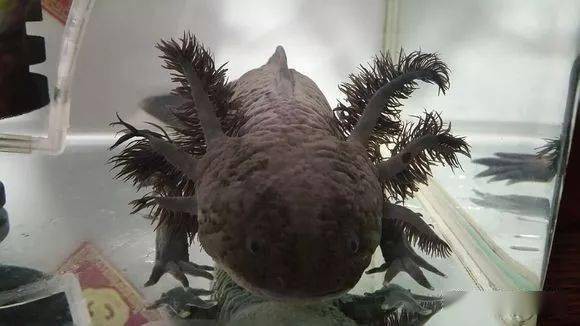 六角龍魚斷腿怎么辦圖片 龍魚百科 第19張 六角龍魚斷腿怎么辦圖片 六角龍魚斷腿怎么辦圖片 龍魚百科 第19張