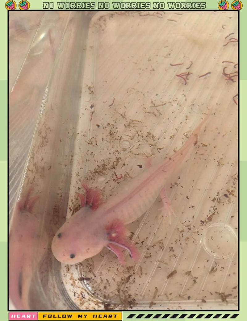 六角龍魚斷腿怎么辦圖片 六角龍魚斷腿怎么辦圖片 龍魚百科 第26張