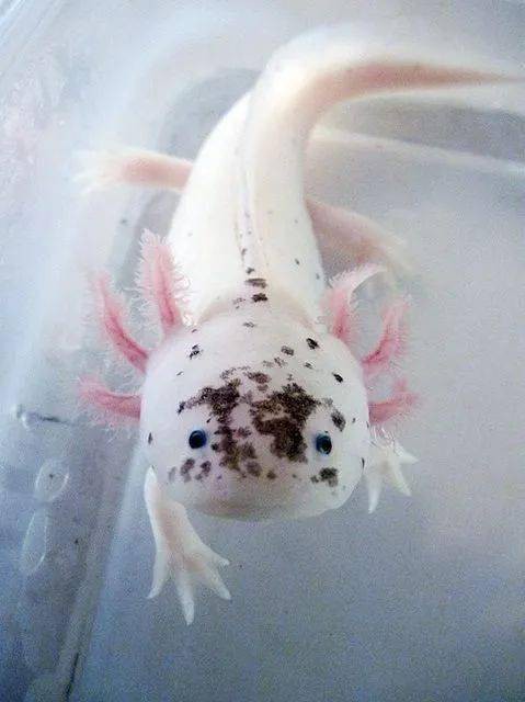 六角龍魚斷腿怎么辦圖片 龍魚百科 第22張 六角龍魚斷腿怎么辦圖片 六角龍魚斷腿怎么辦圖片 龍魚百科 第22張