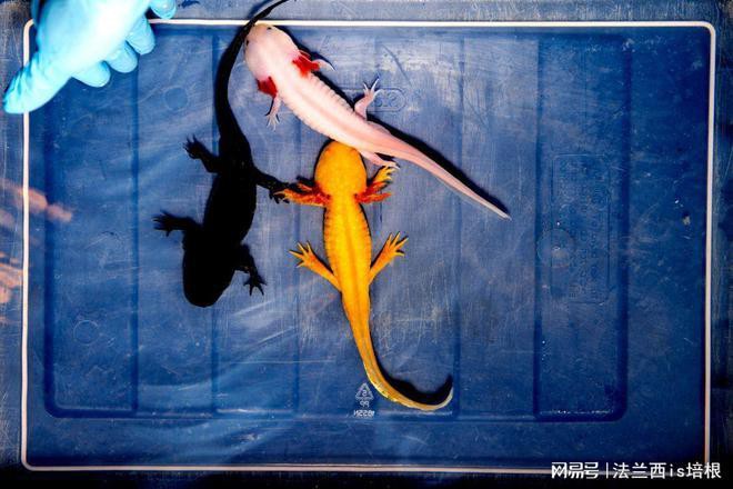 六角龍魚斷腿怎么辦圖片 龍魚百科 第16張 六角龍魚斷腿怎么辦圖片 六角龍魚斷腿怎么辦圖片 龍魚百科 第16張