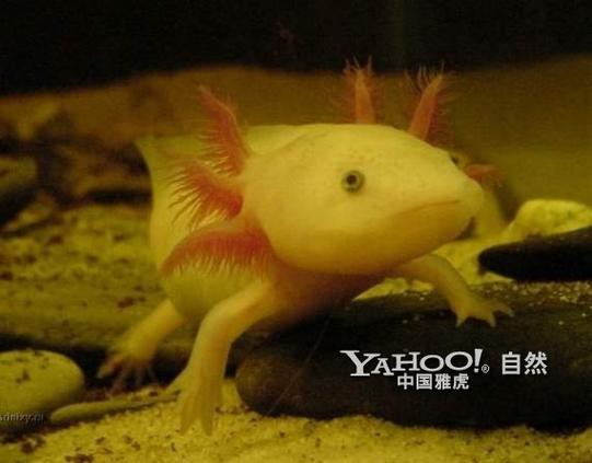 六角龍魚斷腿怎么辦圖片 龍魚百科 第12張 六角龍魚斷腿怎么辦圖片 六角龍魚斷腿怎么辦圖片 龍魚百科 第12張